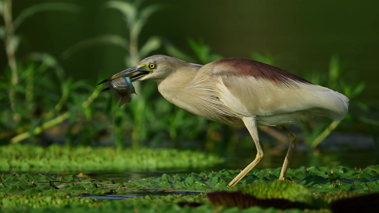 Muovendosi dolcemente sulla superficie di uno stagno lussureggiante e ricoperto di vegetazione, questo airone di stagno autoctono trasporta un piccolo pesce appena pescato dalle acque poco profonde sottostanti