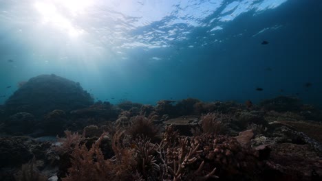 Vibrant-coral-reef-with-sunburst-shining-through-the-water-in-Raja-Ampat-in-Indonesia