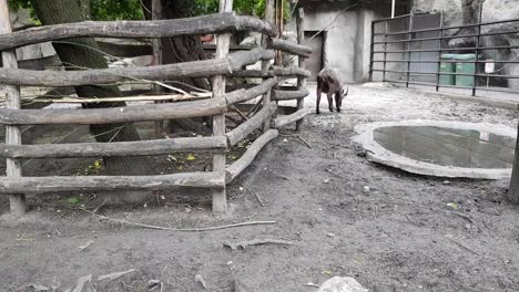 mishmi-takin y antílopes en el parque