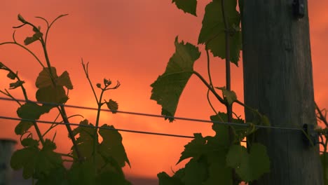 closeup zooming out shot of a vine growing up a wooden pole at a vineyard in waipara, new zealand