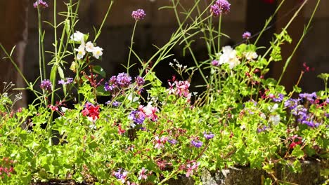 vibrant flowers in a sunny garden