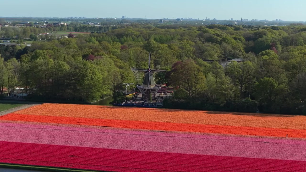 Vista aerea di campi di tulipani colorati e mulino a vento tradizionale nei giardini di Keukenhof