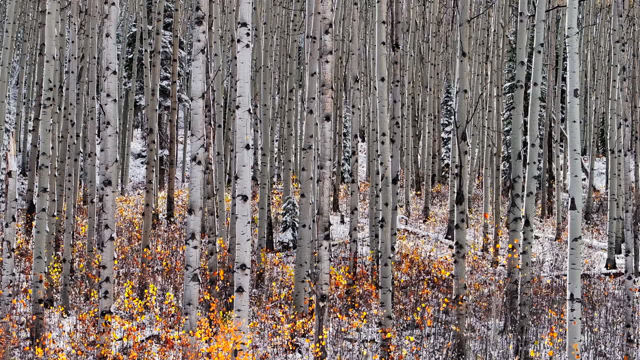 el bosque del árbol de aspen aéreo cinematográfico dron kebler paso crested butte gunnison colorado las estaciones chocan a principios del otoño el árbol de aspe rojo amarillo bosque naranja invierno primera nieve en polvo montañas rocosas marcha atrás