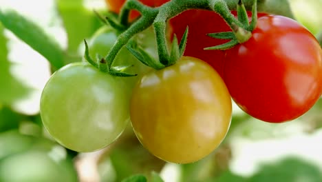 tomates cherry rojos maduros y verdes inmaduros que crecen en la vid