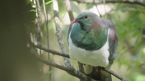 kereru wood pigeon bird perching on tree branch in wellington, new zealand - close up