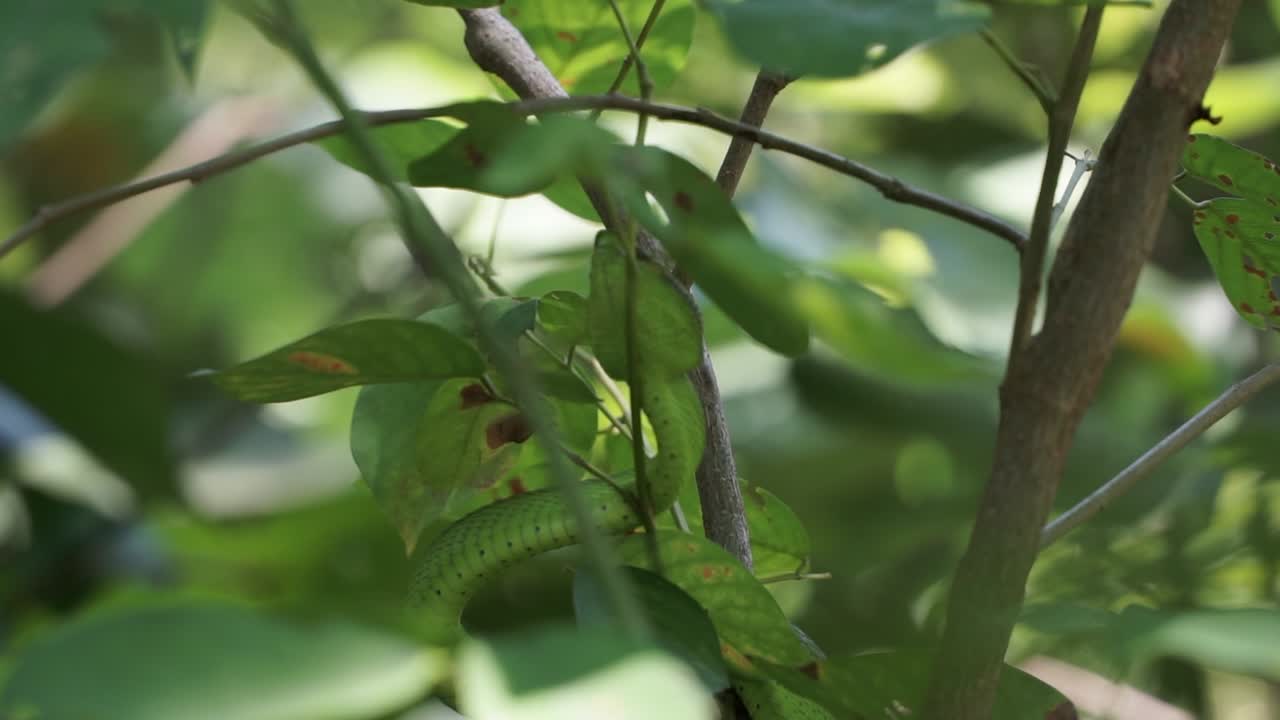 vista desde el fondo de una serpiente víbora verde descansando entre las hojas de una rama de árbol en las selvas de borneo