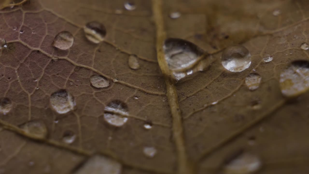 macro primer plano de hojas de otoño naranja marrón con gotas de lluvia redondas sobre ellas