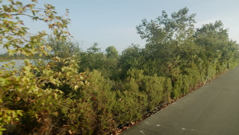 a road lined with trees