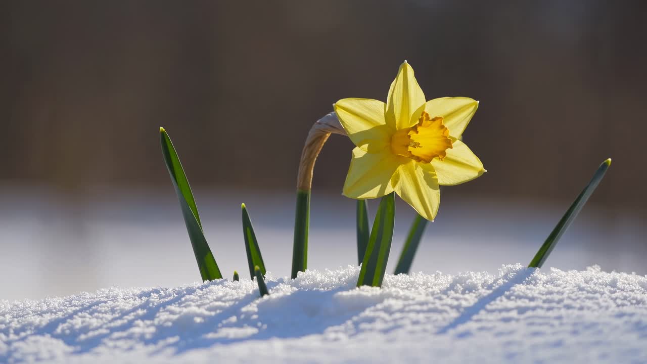 Primo piano di un giunchiglia gialla che sboccia nella neve, catturata da una angolazione bassa