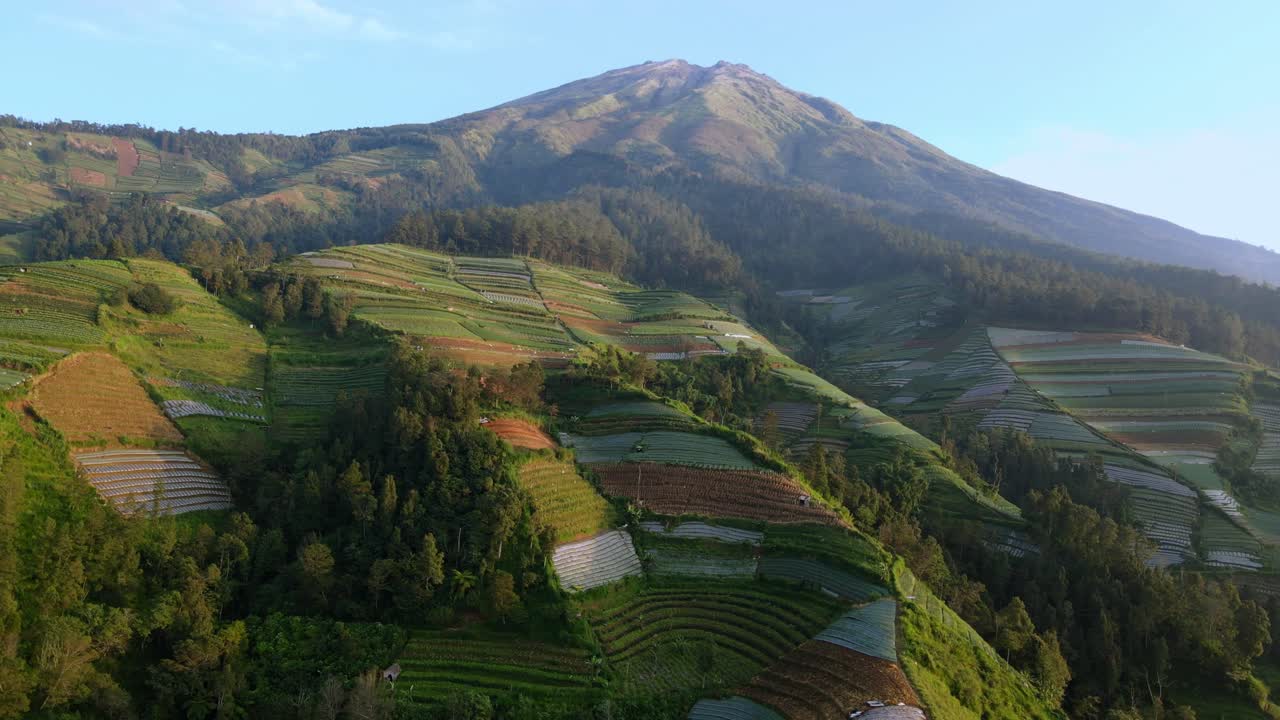 vista de avión no tripulado de la plantación de verduras en la montaña