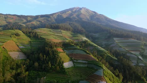 Drone-view-of-vegetable-plantation-on-mountain