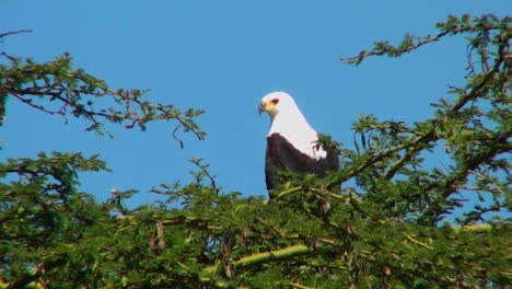 un águila pescadora africana se sienta en un arbusto espinoso y luego se va volando