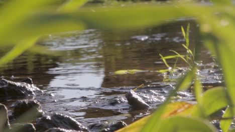 sunlight sparkles on a serene river surrounded by lush green plants