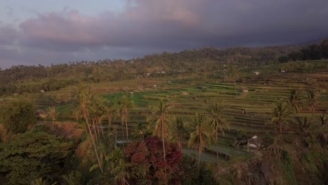 印度尼西亞隆博克 (lombok) 的大米田