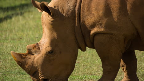 Nashorn-Im-Freien