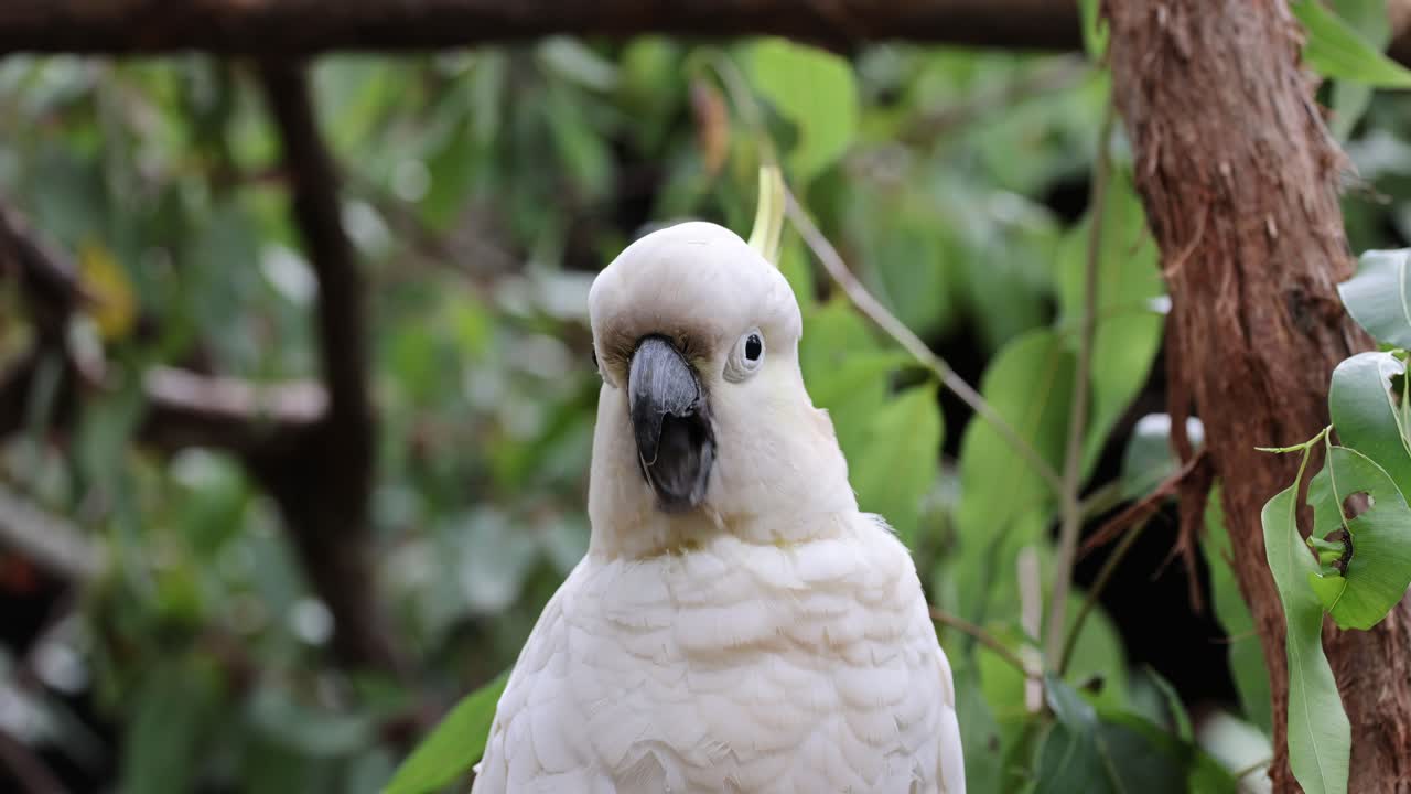 la cacatúa interactúa con el medio ambiente, mostrando comportamientos