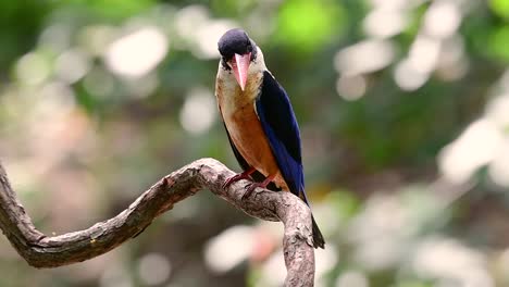 Der-Schwarzkopf-eisvogel-Hat-Einen-Bonbonartigen-Roten-Schnabel-Und-Eine-Schwarze-Kappe,-Die-In-Thailand-Und-Anderen-Asiatischen-Ländern-Zu-Finden-Ist