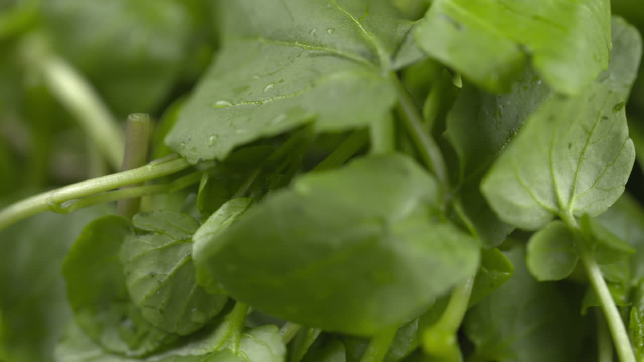 Watercress Rotating In Bowl. Macro 4k Shot Of Organic Plant Based Raw Vegan Food. Green Fresh Salad Recipes. Spinning Watercress On Plate. Healthy Vegetarian Foods.