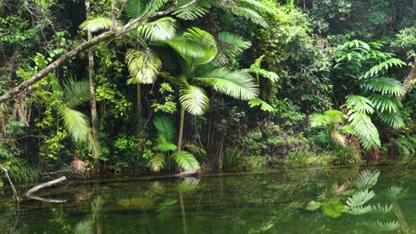 a tranquil river flows through dense jungle foliage in port douglas, captured with smooth camera movement and natural lighting