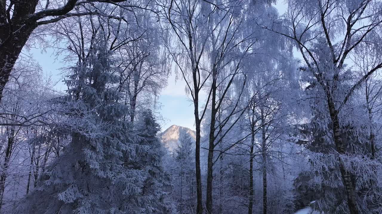 Frost kissed trees frame distant sunlit peak in serene winter forest Switzerland