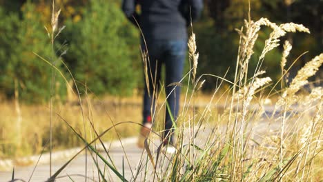 caucasian male exploring nordic seaside forest, wooden pathway, man walking alone in the coastal pine forest, sunny day, healthy activity concept, dry grass in foreground, medium shot