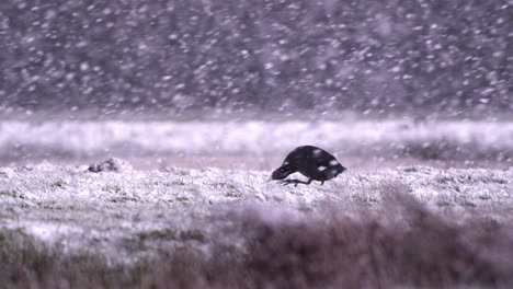 Focha-Con-La-Cabeza-Baja-Caminando-Penosamente-Sobre-El-Paisaje-Cubierto-De-Nieve-En-La-Tormenta-De-Nieve