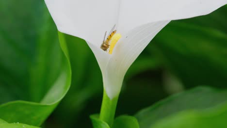 Insect-gathering-pollen-from-a-large-white-lilly-flower-in-summer