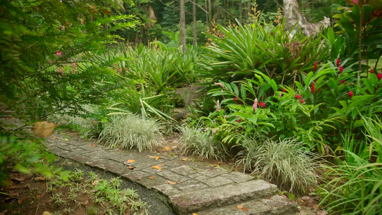 Video af fantastiske planter fra en botanisk have i Victoria på øen Mahe i Seychellerne.