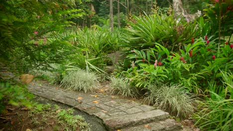 video of incredible plants from a botanical garden in victoria on mahe island in seychelles