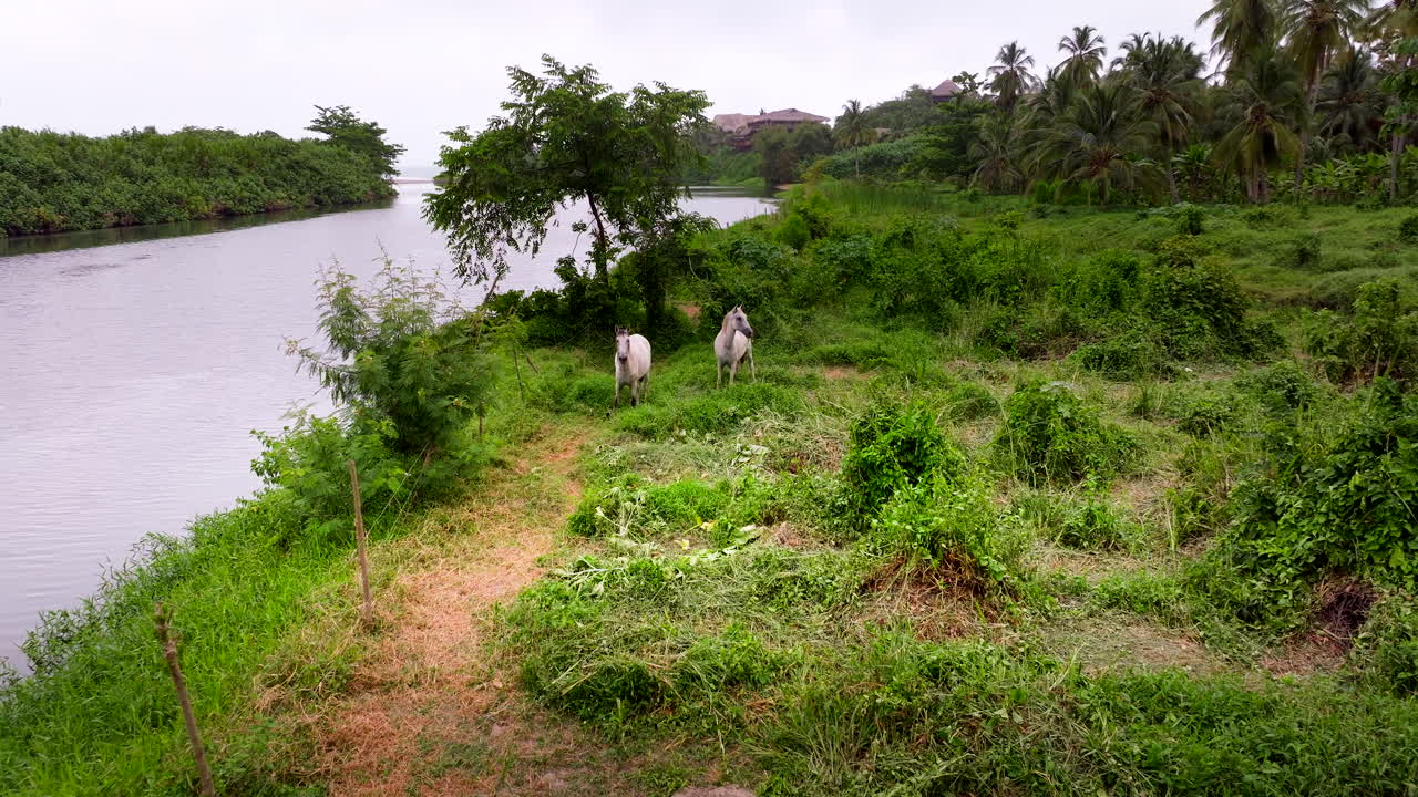 Due cavalli al pascolo lungo il Rio Piedras, vicino a Los Naranjos, Colombia, con vegetazione tropicale lungo il fiume e palme sotto una luce soffusa, vista aerea cinematografica.