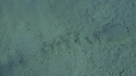 Underwater-shot-following-of-a-sole-fish-moving-on-sand,-shot-in-mediterranean-sea-in-slow-motion