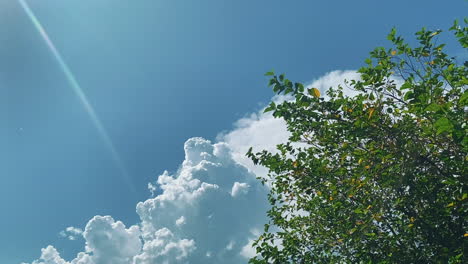 green leaves on tree with cumulus clouds, blue sky and sunrays in background