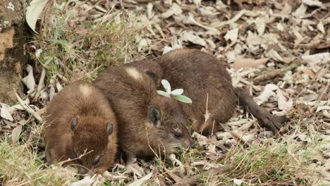 rock hyrax - procavia capensis also dassie, cape hyrax, rock rabbit and coney, medium-sized terrestrial mammal native to africa and the middle east, order hyracoidea genus procavia.