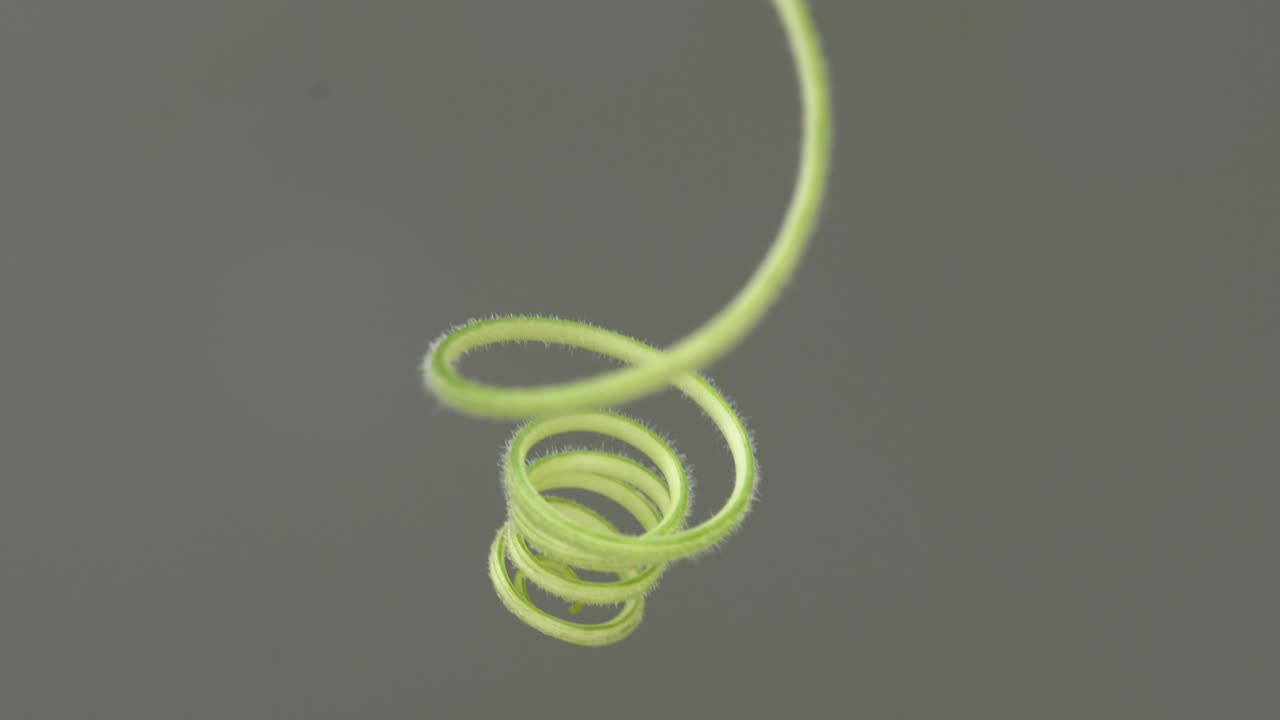 녹색 갈래 아이비 식물