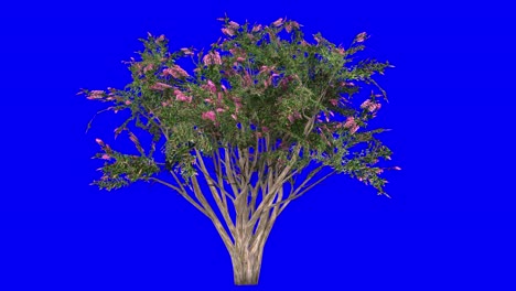 árbol de mirto de crape 3d con efecto viento en pantalla azul animación 3d