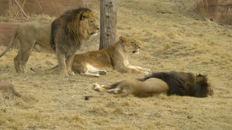 Dos-Leones-Machos-Y-Una-Leona-Relajándose-En-La-Hierba-Amarilla-En-Savana-P1