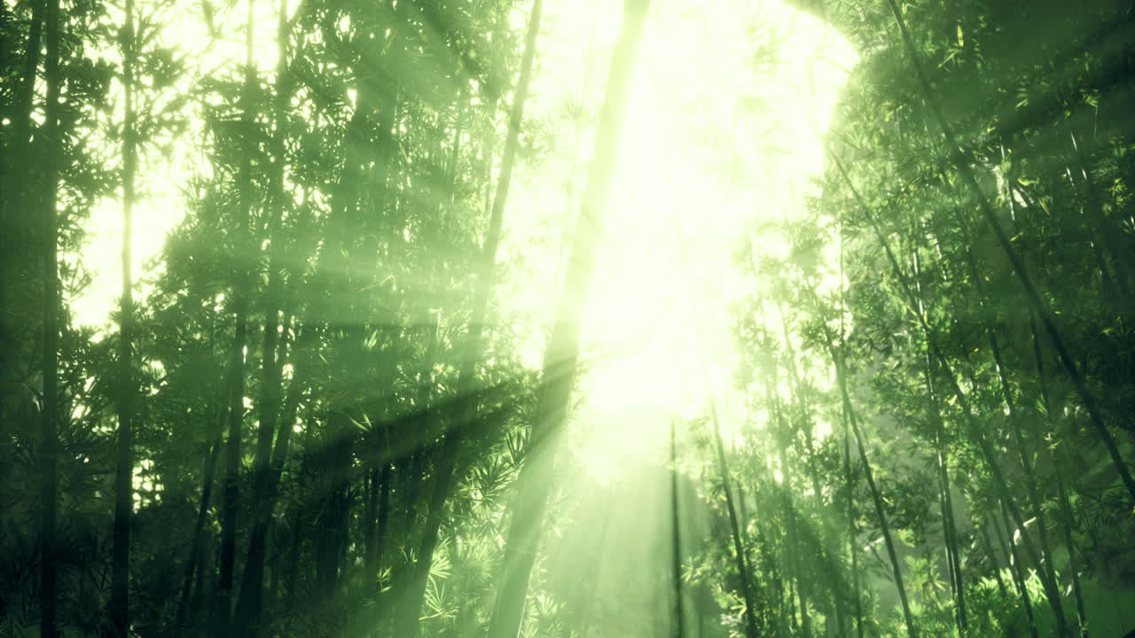Sunlight filtering through dense jungle foliage in the early morning