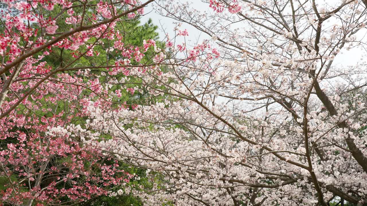Pink and white cherry trees in spring