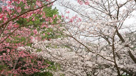 cerezos rosados y blancos en primavera