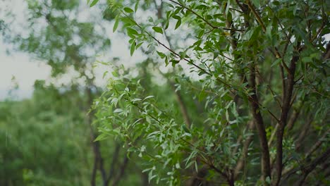 Gentle-rain-falling-on-the-leaves-of-a-forest