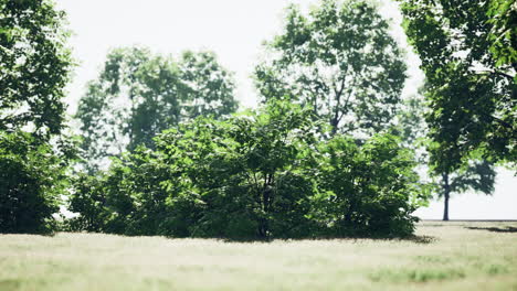 green lush trees and grassy meadow