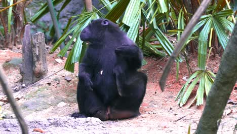 female celebes crested macaque scratching its body while sitting on the ground with juvenile passed in front of it