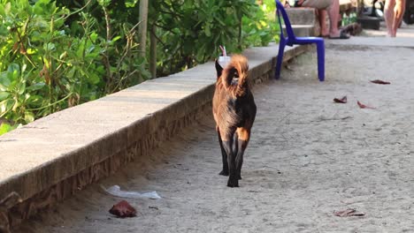 happy dog running along a path