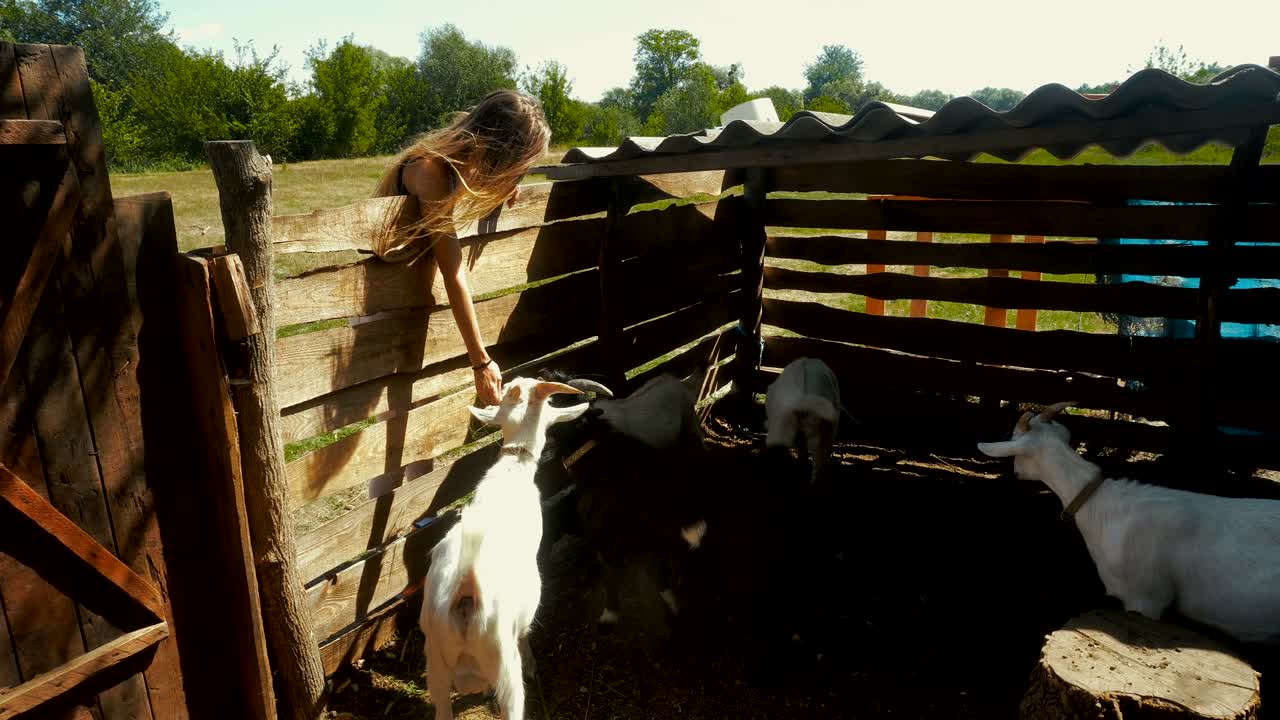 niña alimentando pequeñas cabras blancas