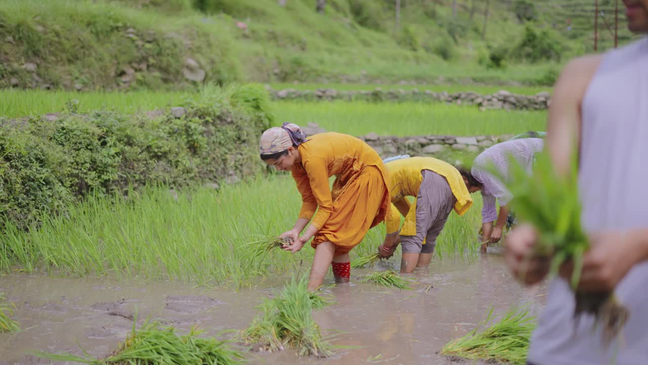 Indian female farmer smiling at the camera while planting rice in ...