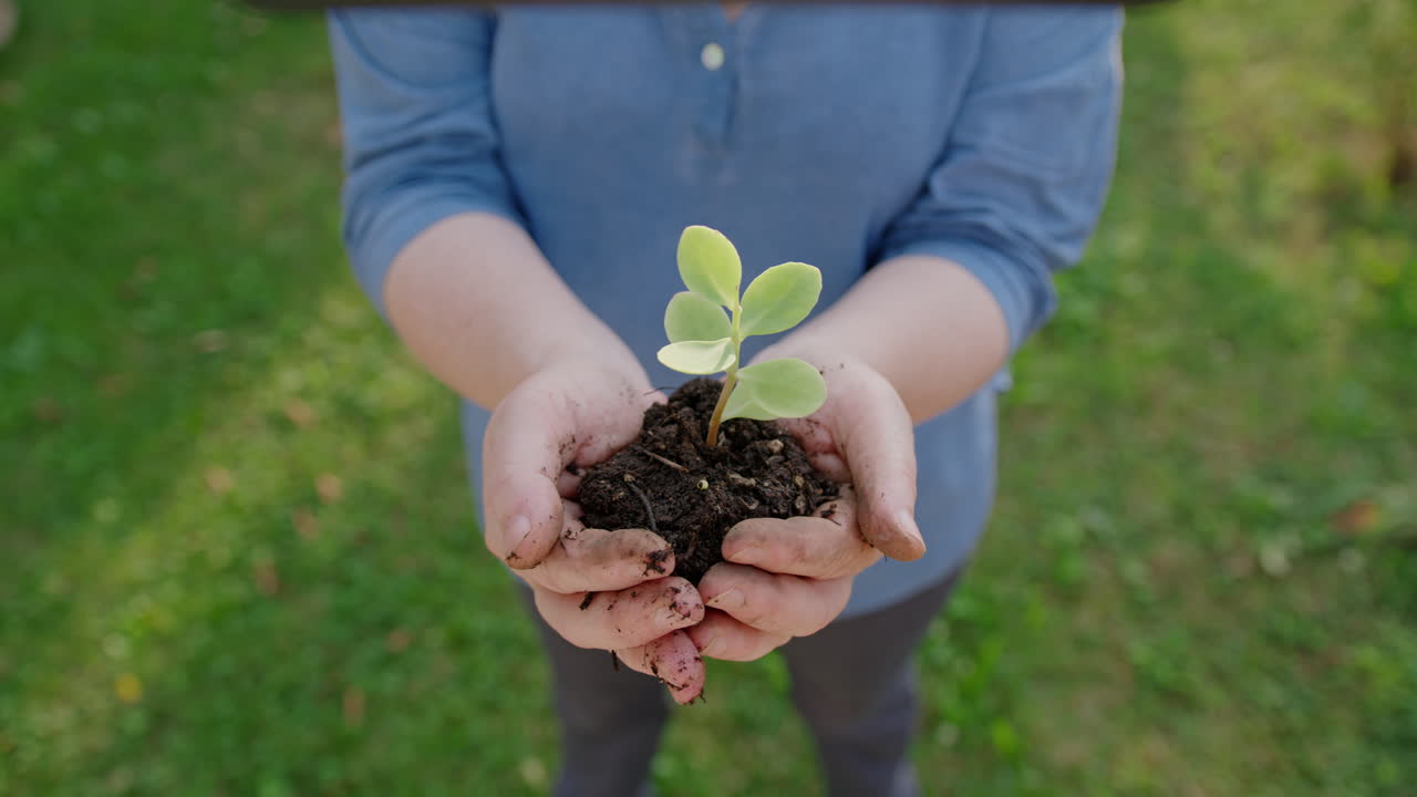 una mujer anciana sostiene la planta joven en sus manos - la naturaleza cultivada salva la tierra