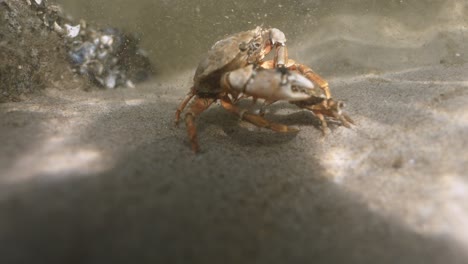 underwater crab