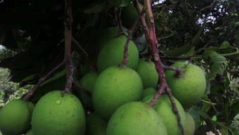 green mangoes on a tree