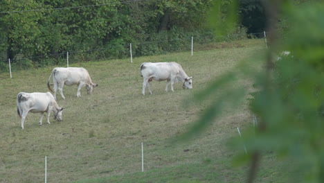Cría-De-Vacas-En-El-Campo-Rural