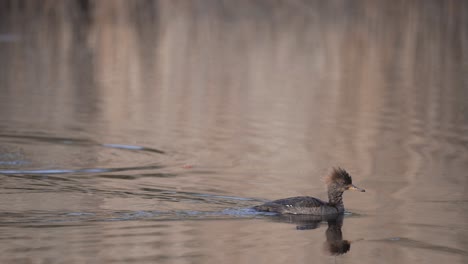 female hooded merganser duck on water surface of calm river